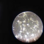 顕微鏡　プチアイビス　排卵検査薬　排卵チェック　トイザラス　唾液　排卵6日前